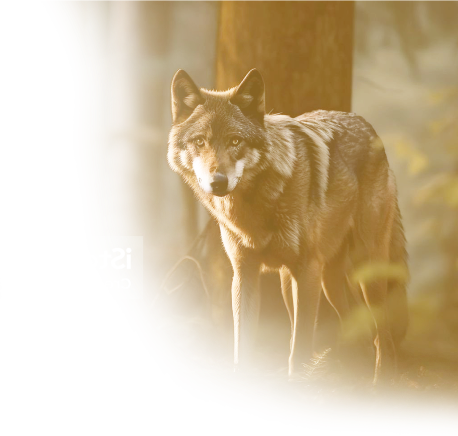 Wolf Background